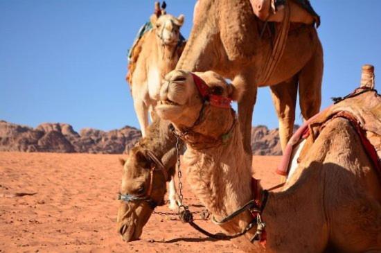 Wadi Rum Bedouin House Extérieur photo